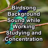 Birds - Birdsong Background Sound while Working Studying and Concentration