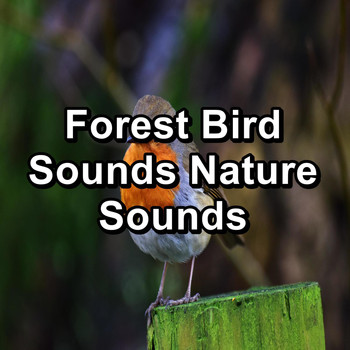 Sleep - Forest Bird Sounds Nature Sounds