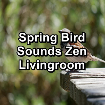 Yoga Music - Spring Bird Sounds Zen Livingroom