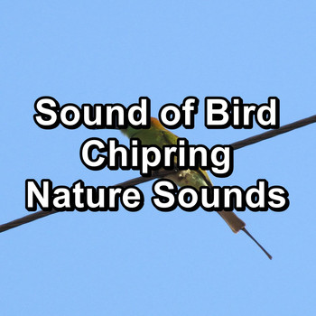 Sleep - Sound of Bird Chipring Nature Sounds