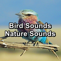Birds - Bird Sounds Nature Sounds