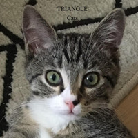 Triangle - Cats