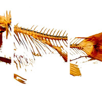 Don Dayglow - Megadon