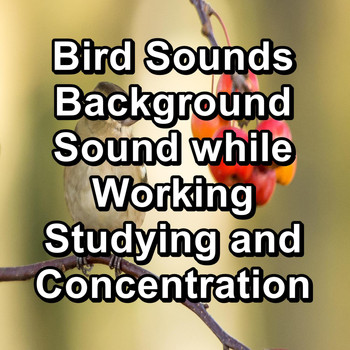 Sleep - Bird Sounds Background Sound while Working Studying and Concentration