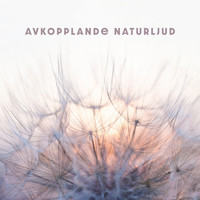 Avkopplingszon and Djup Sömn Akademi - Avkopplande naturljud - Full av fritid, Underbar natur, Kommunicerar med naturen, Tidsandning