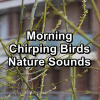 Birds - Morning Chirping Birds Nature Sounds