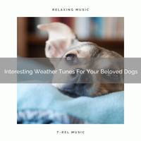 Dog Total Relax - Interesting Weather Tunes For Your Beloved Dogs
