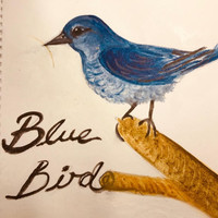 Vulpes Urbana - Bluebird