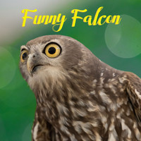 Baby Music Center, White Noise Baby Sleep Music, Sweet Dreams - Funny Falcon