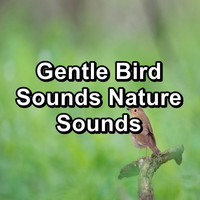 Calming Bird Sounds - Gentle Bird Sounds Nature Sounds