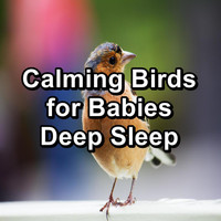 Calming Bird Sounds - Calming Birds for Babies Deep Sleep