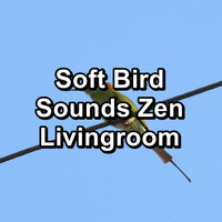 Birds - Soft Bird Sounds Zen Livingroom