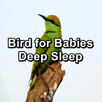 Sleep - Bird for Babies Deep Sleep