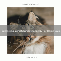For Cats Only - Interesting Wind Sounds Especially For Home Cats