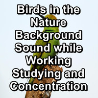 Birds - Birds in the Nature Background Sound while Working Studying and Concentration