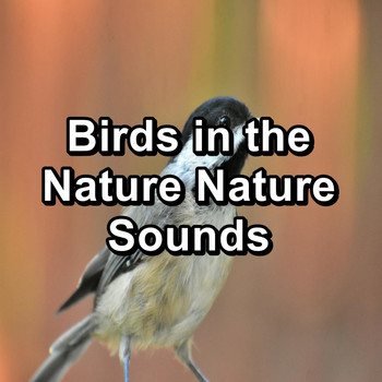 Nature Sounds - Birds in the Nature Nature Sounds