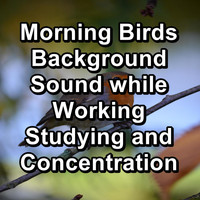Calming Bird Sounds - Morning Birds Background Sound while Working Studying and Concentration