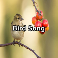 Birds - Bird Song