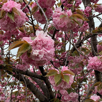 Chino Yoshio - Double Cherry Blossoms