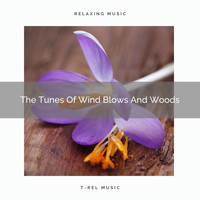 Nature Music Nature Songs - The Tunes Of Wind Blows And Woods