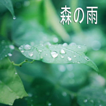 雨の音 - 森の雨