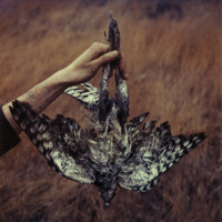 Bowerbirds - Azaleas - EP (Explicit)