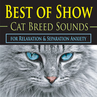 The Kokorebee Sun - Best of Show Cat Breed Sounds (For Relaxation and Separation Anxiety)