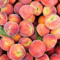 Slight - Nectarines