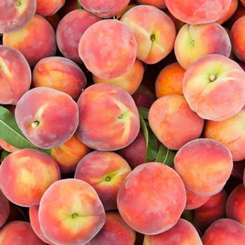 Slight - Nectarines