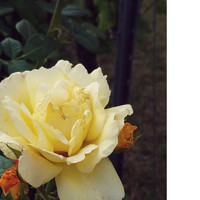 Psi - Masquerade (Explicit)