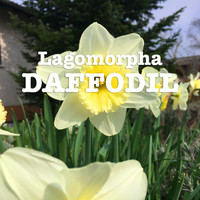 Lagomorpha - Daffodil