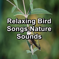 Birds - Relaxing Bird Songs Nature Sounds