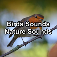 Calming Bird Sounds - Birds Sounds Nature Sounds