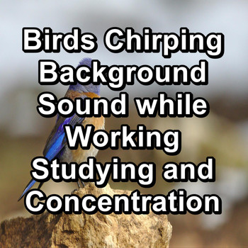 Birds - Birds Chirping Background Sound while Working Studying and Concentration