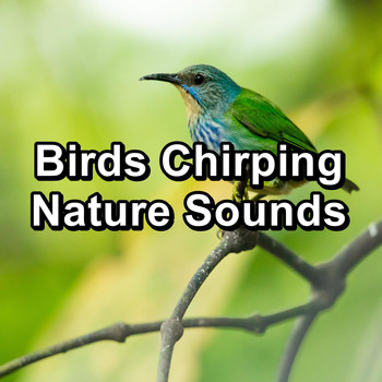 Nature Sounds - Birds Chirping Nature Sounds