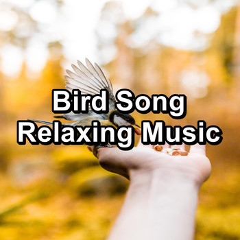 Meditation Spa - Bird Song Relaxing Music