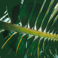 Lpm - Palms