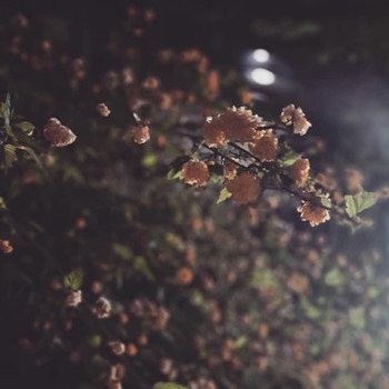 Various Artists - Seasons 2020 (F/W)