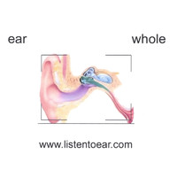 ear - whole