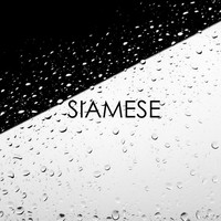 Primary - Siamese
