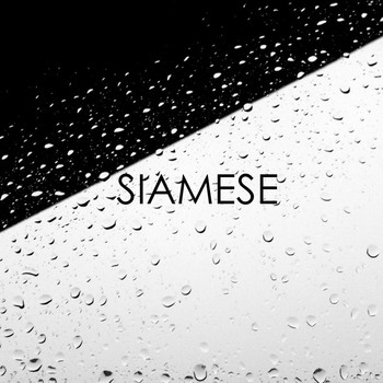 Primary - Siamese