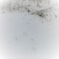 Akina - solstice