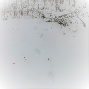 Akina - solstice