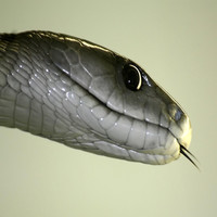 drazzit - black mamba