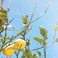 Slight - Lemon