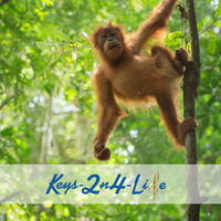 Keys-2n4-Life - Little Monkey Go! Go! Go!