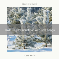 Sounds of Nature Relaxation, Sleep Noise - Birds Sing for Christmas with Best Songs