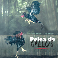 Alejandra - Pelea de Gallos