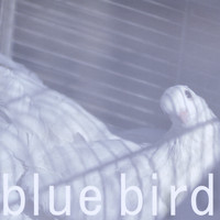 Halos - Blue Bird