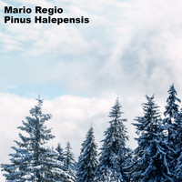 Mario Regio - Pinus Halepensis